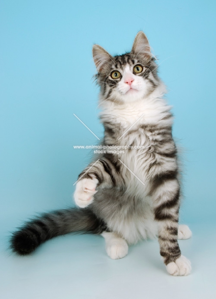 silver tabby and white