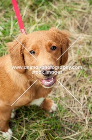 young Nova Scotia Duck Tolling Retriever on lead