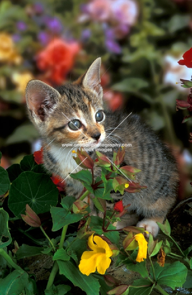 tabby and white kitten near flowers