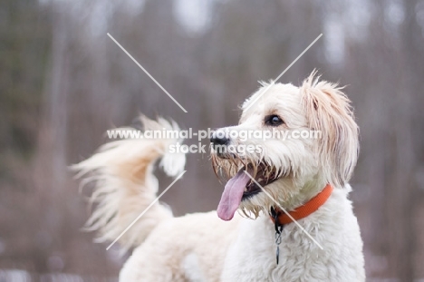 Wheaten Terrier Crossbred