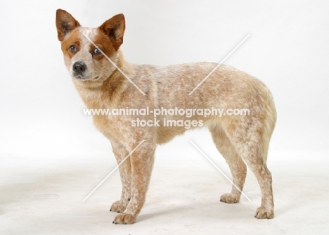 Australian Cattle Dog on white background