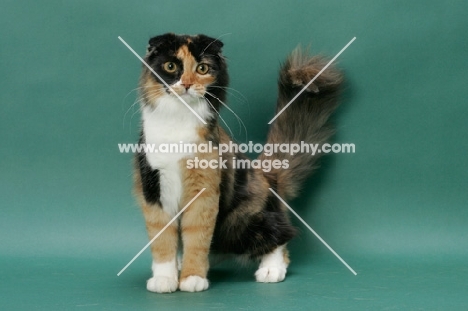 Scottish Fold on green background, tortoiseshell and white