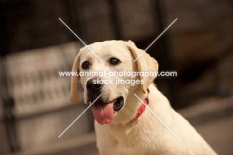 cream Labrador Retriever