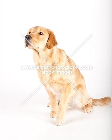 Golden retriever on white background in studio