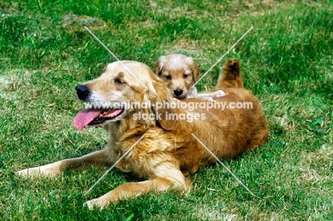 golden retriever with her puppy