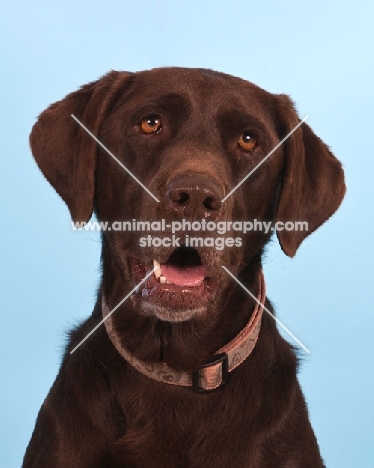 Labrador portrait on pastel background