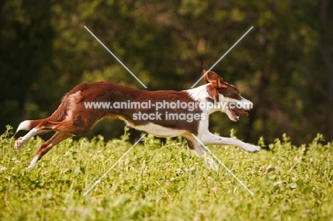 Border Collie in motion