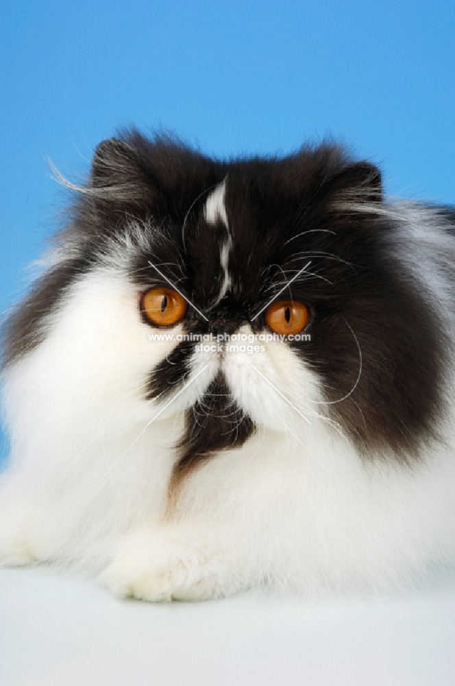 black and white persian cat, portrait