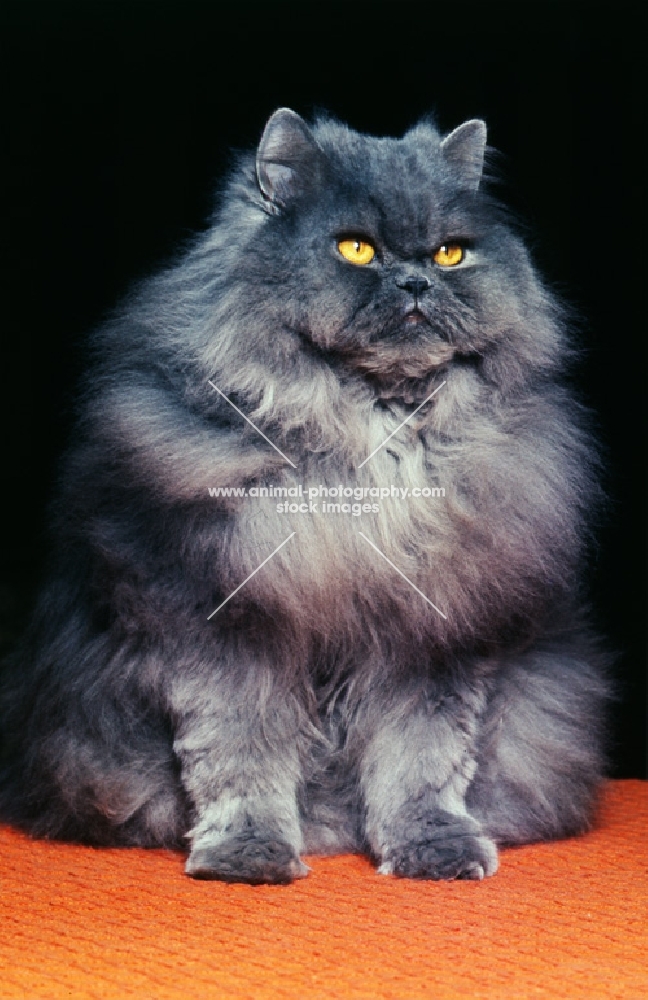 long hair blue cat,