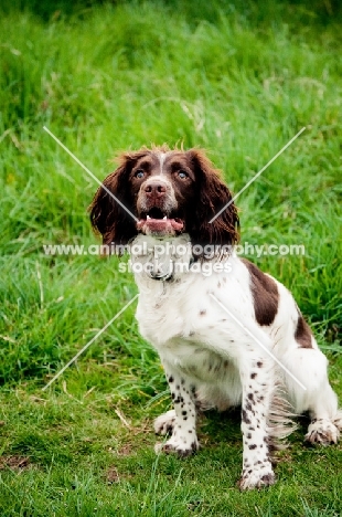 English Springer Spaniel sitting down