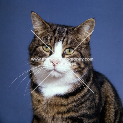 tabby and white cat portrait