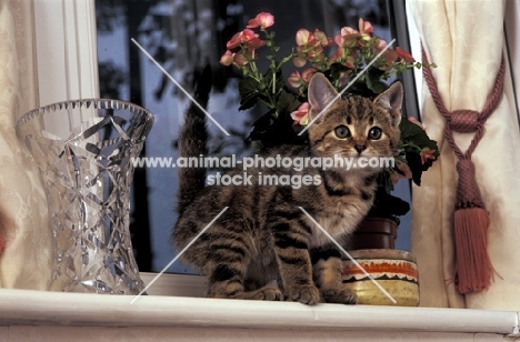 moggie kitten sitting on window sill