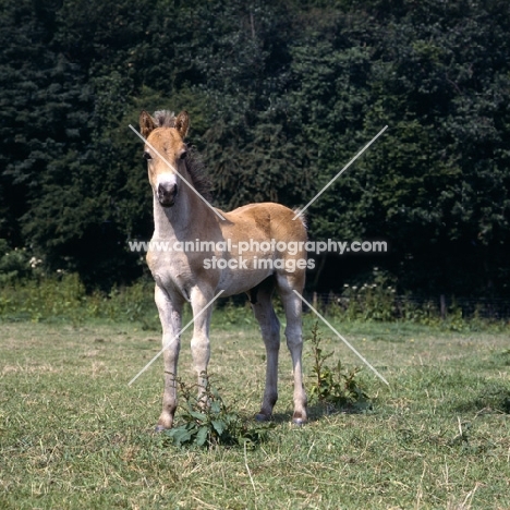 Exmoor foal looking straight at camera