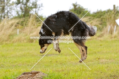 curious Border Collie focused 