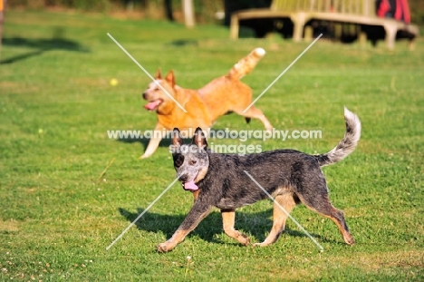 two Australian cattle dogs running on grass