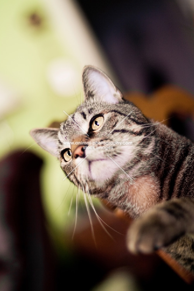 Tabby cat raising paw to swat