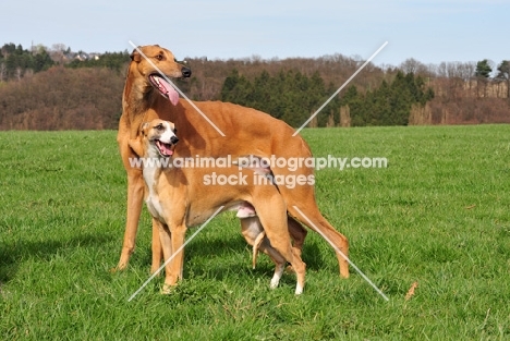 Greyhound and Whippet, Whippet Ch. Koseilata's Dust on the Moon