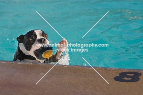 Boston Terrier in swimming pool