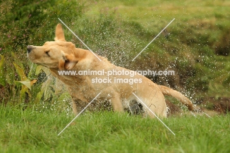 Labrador Retriever coming out of water