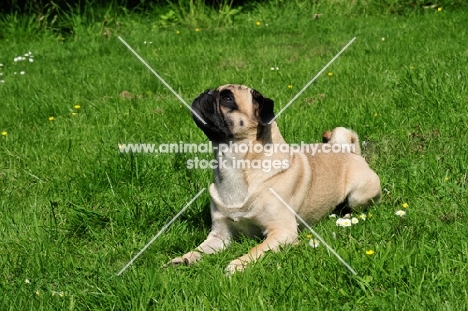 Retro Pug cross between pug and Parson Russell Terrier to improve breathing due to longer nose