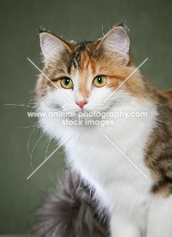 Norwegian Forest cat