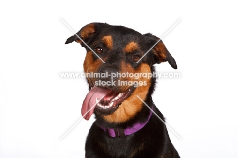 Rottweiler Mix with tongue out