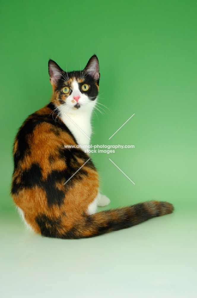 tortoiseshell and white shorthair cat back view