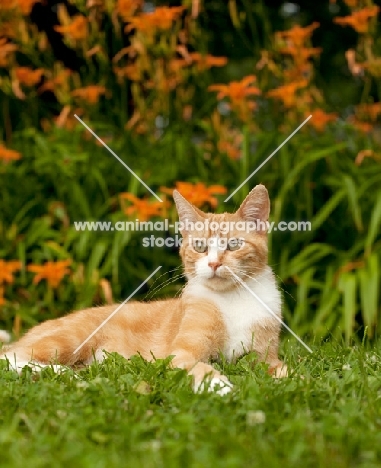 shorthaired houdehold cat in garden