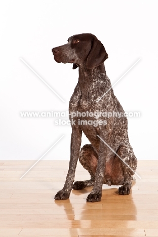 liver and white German Shorthaired Pointer sitting on wooden floor