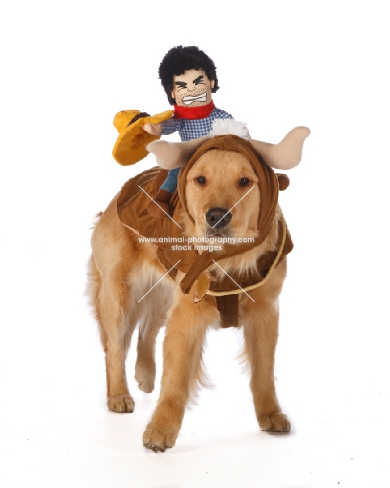 Golden retriever dressed up as a cowboy