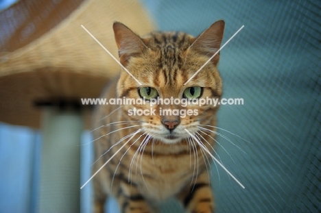 bengal cat looking down