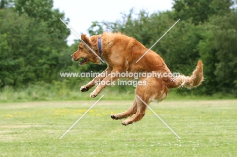 Golden Retriever jumping into air