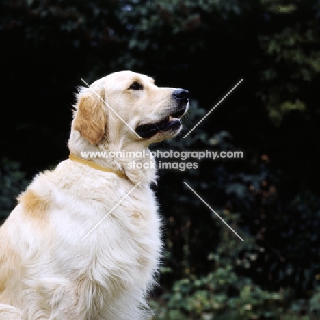 golden retriever looking up hopefully