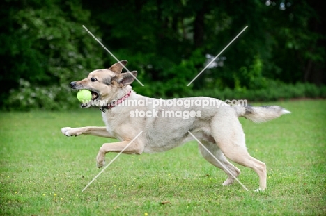 shepherd mix running with ball in mouth