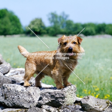 norfolk terrier standing on a wall