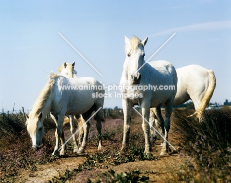 group of camargue ponies standing on a path