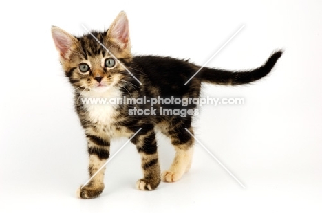 Household kitten standing on white background