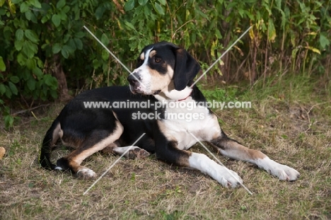 mongrel lying down  with greenery background