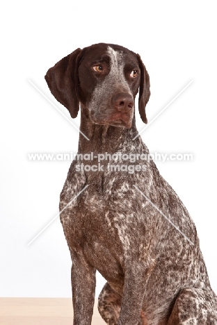 liver and white German Shorthaired Pointer 