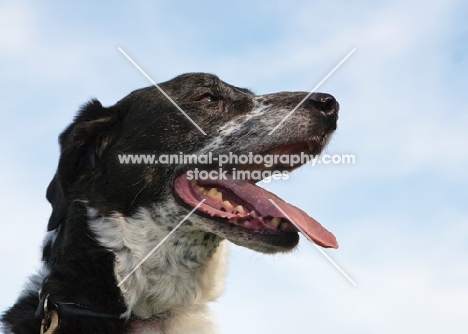 black and white dog, portrait