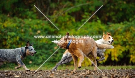 group of dogs playing (including two Australian Cattle Dogs)