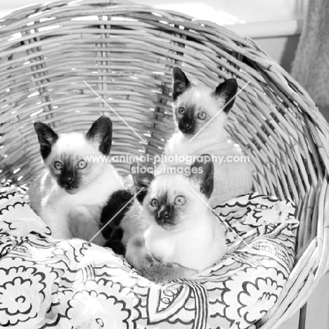 three seal point siamese kittens in a basket