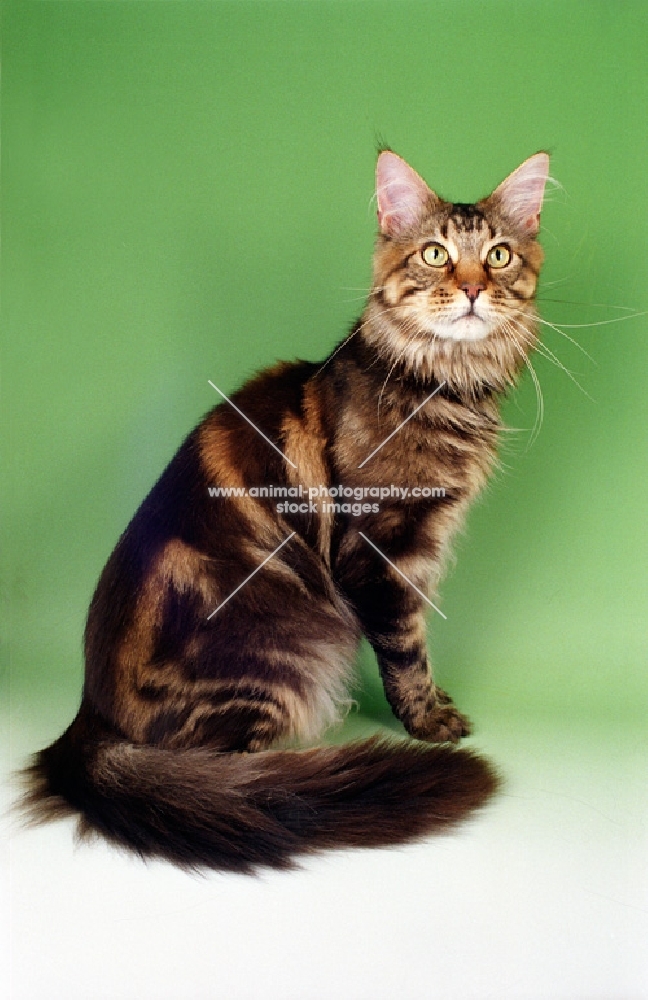 brown tabby Maine Coon sitting down on green background