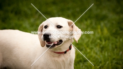 young cream Labrador Retriever