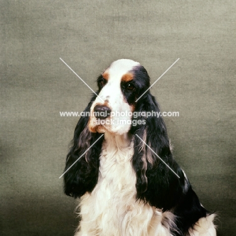 cocker spaniel, a portrait