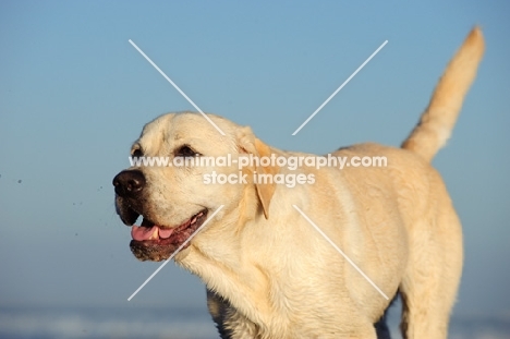 happy cream Labrador Retriever