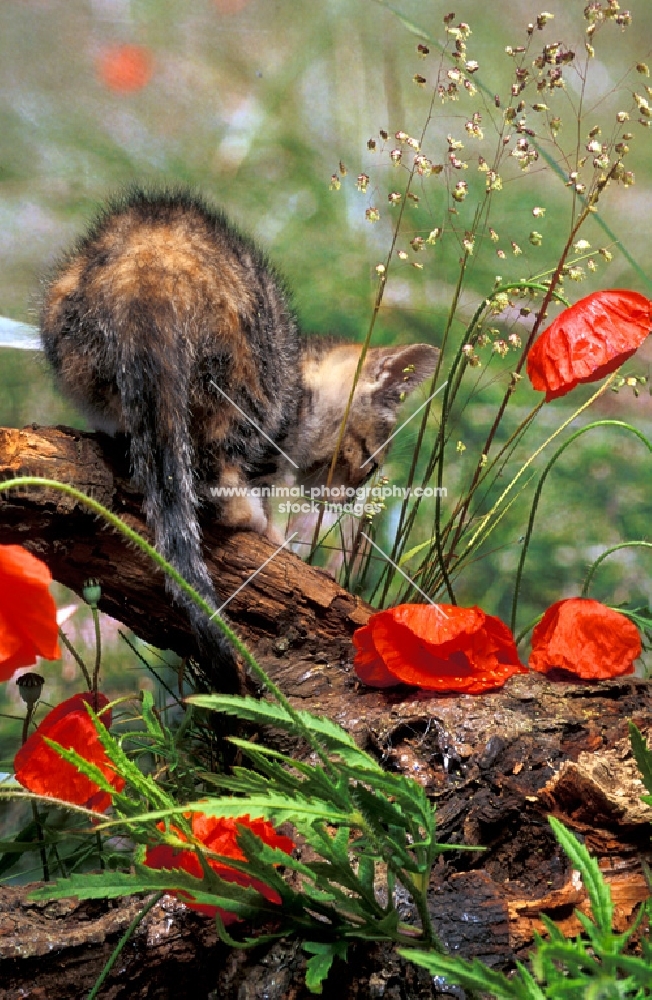 non pedigree tabby kitten looking down at poppies