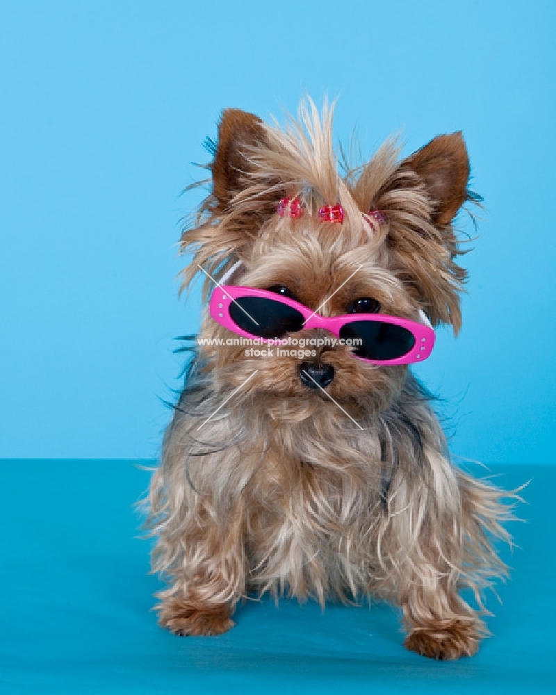 yorkie wearing sunglasses