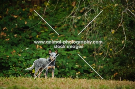 blue Australian Cattle Dog near greenery