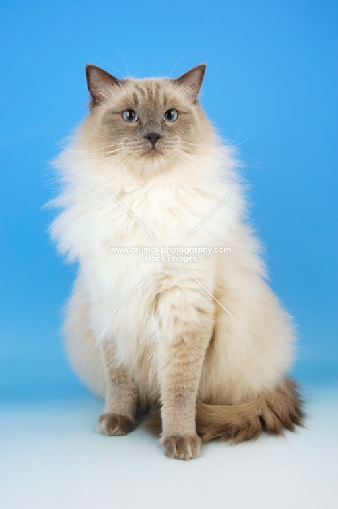 blue point ragdoll cat